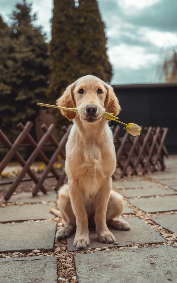 Example dog photo used to make a Giant Dog AI video